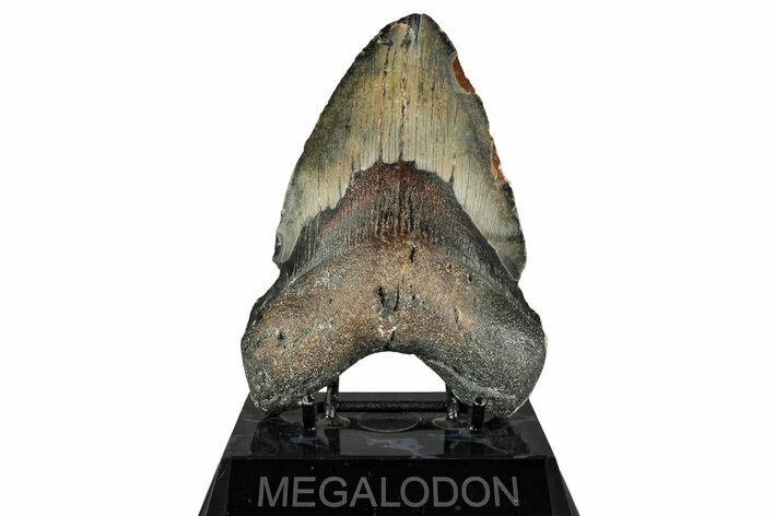 Fossil Megalodon Tooth - North Carolina #349331